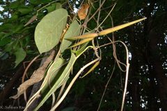 Gongronema napalense